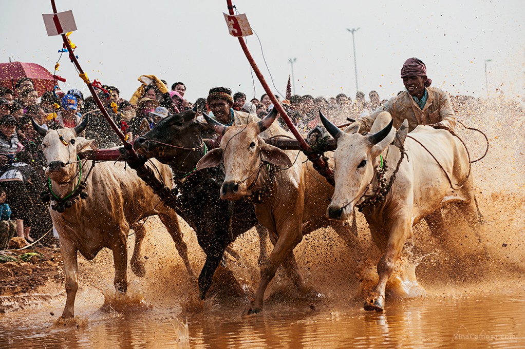 2013-11-23_CowRace_01