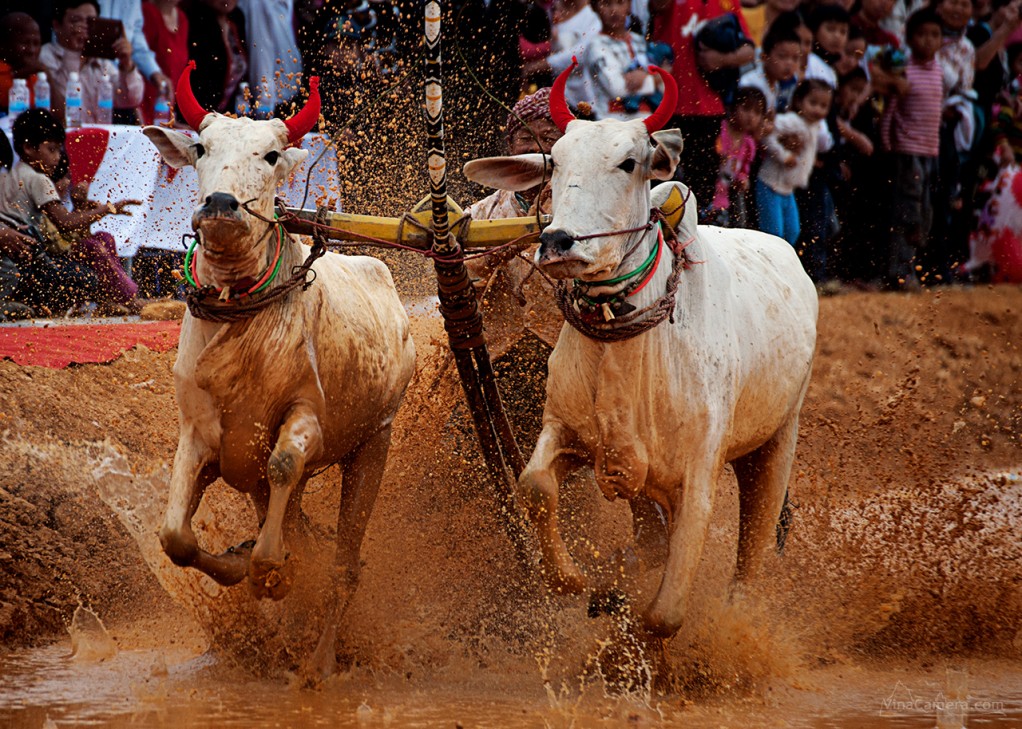 2013-11-23_CowRace_03