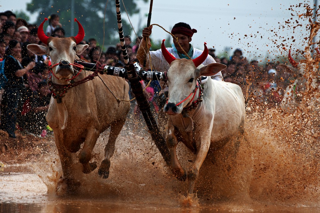 2013-11-23_CowRace_07
