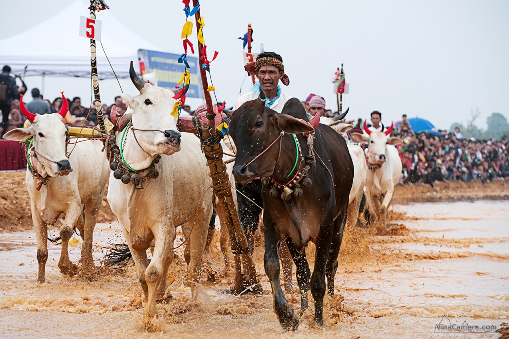 2013-11-23_CowRace_12