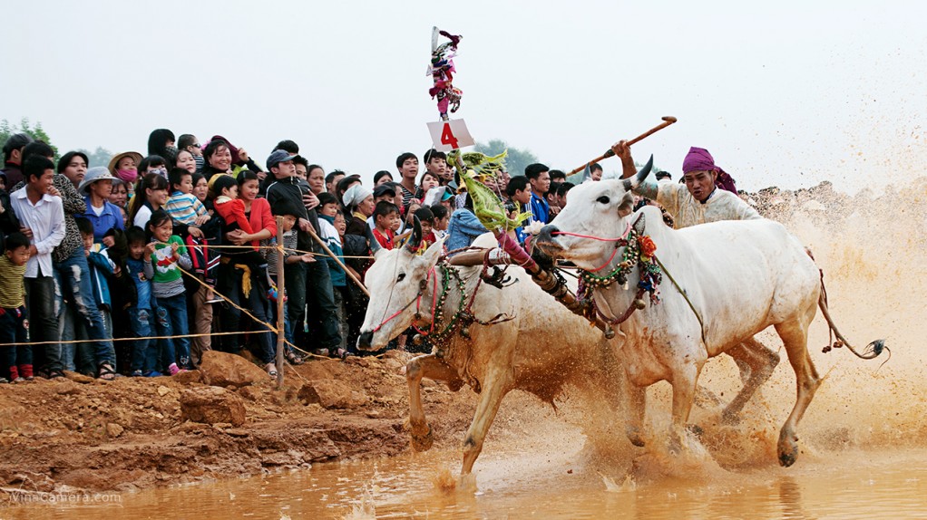 2013-11-23_CowRace_16