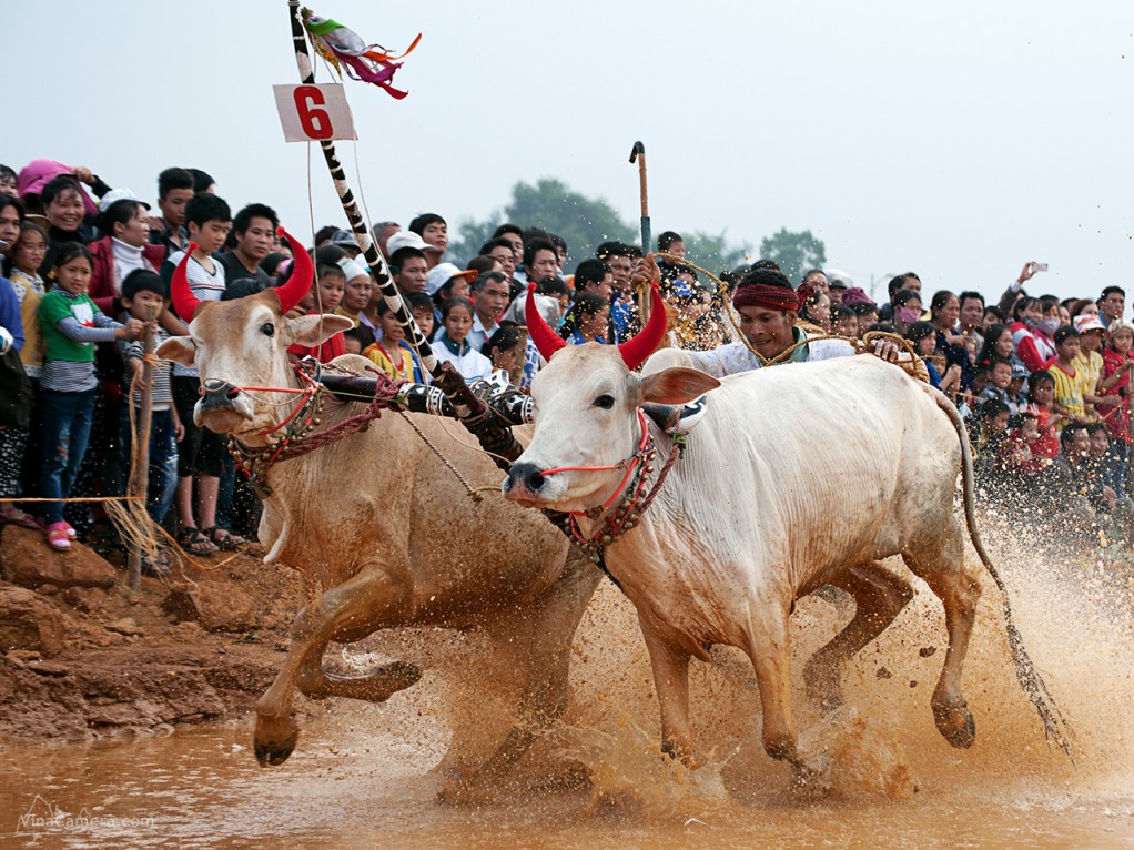 2013-11-23_CowRace_17