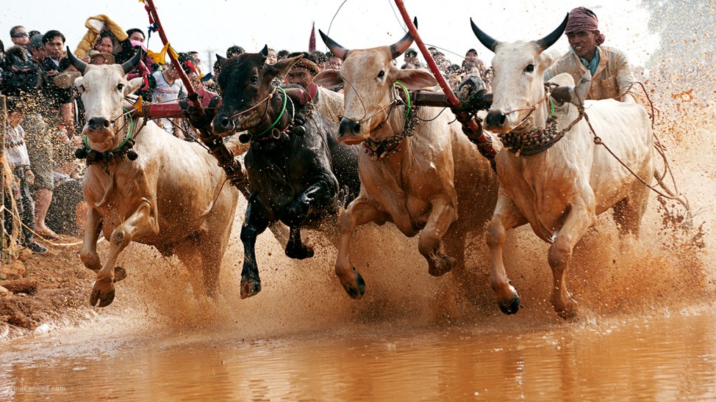 2013-11-23_CowRace_18