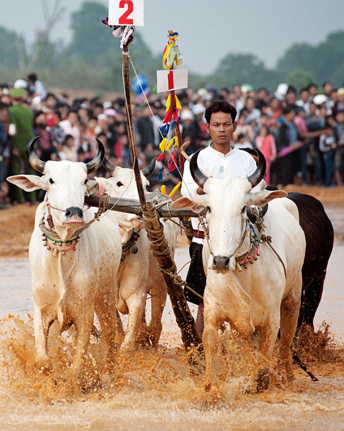 2013-11-23_CowRace_19
