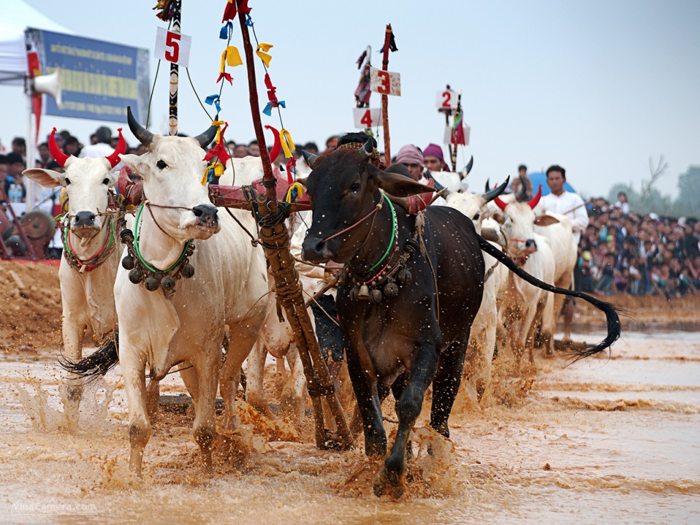 2013-11-23_CowRace_20