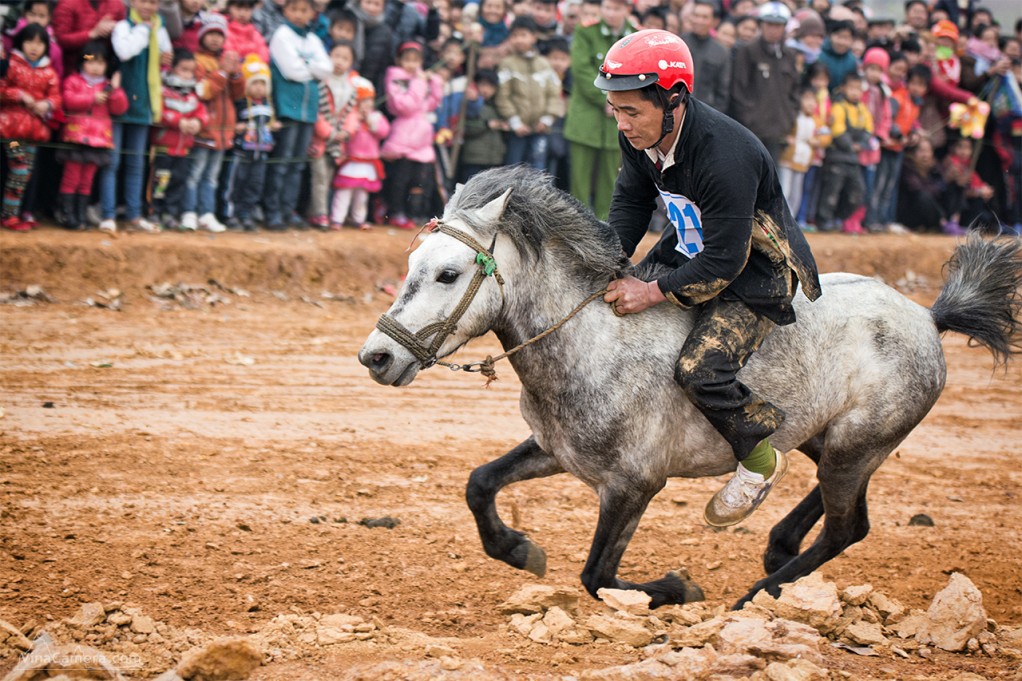 2014-02-16_HorseRace_DongMo_VinaCamera_10
