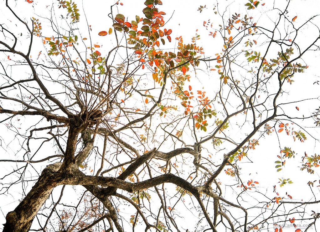 DSC_4100_VinaCamera2s
