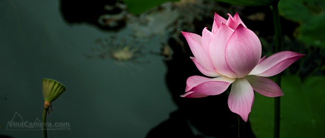 vinacamera_lotus_crop